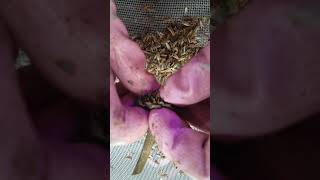 How to harvest Tithonia / Mexican Sunflower seeds