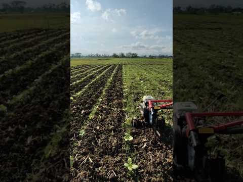 Tanam Tembakau || Tahap Ke Dua, Semoga Lolos #budidaya #tembakau