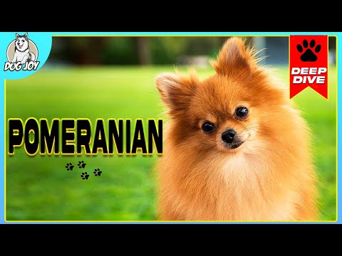 The Ultimate Pomeranian Guide: Everything You Need To Know