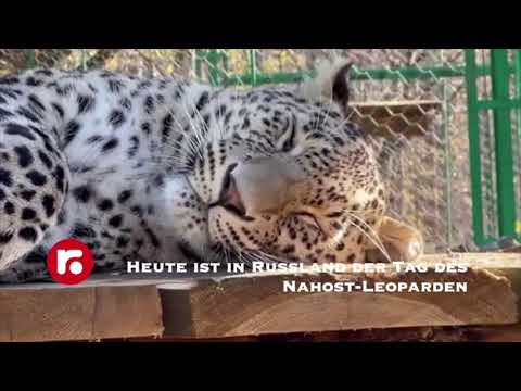 Heute ist in Russland der Tag des Nahost-Leoparden Heute ist in Russland der Tag des Nahost-Leoparden