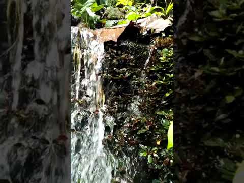 Wild Buceplandra plant with nature sound