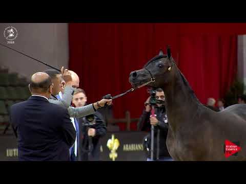 N.5 BA PANORAMA - Lier 2018 - Yearling Fillies (Class 1A)