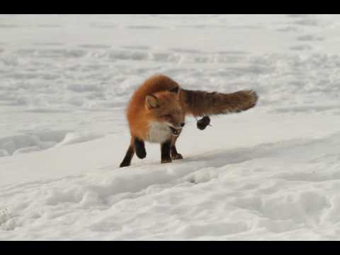 Fox'n'vole