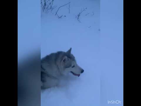 First snowshoe of the winter - Dec 18/21