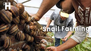 🐌 Awesome Snail Farming Technology - Snail Harvesting and Processing - Snail Benefits | Happy Farm
