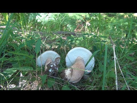 Da pulci e helminths per gattini Formi tsist di lyambliya