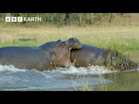 The Greatest Fights in the Animal Kingdom: Part 7 | BBC Earth