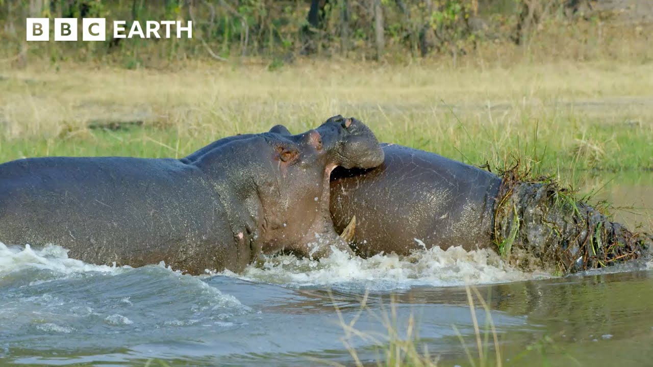 The Greatest Fights In The Animal Kingdom: Part 7 | BBC Earth