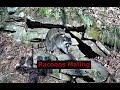 Racoons Mating In Front Of The Animal Den Both Day And Night Footage