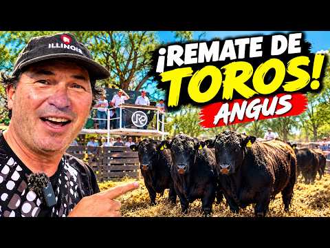 ¡Remate de TOROS Angus en La Pampa! ¿Cuánto se pagó por ellos? 🐂