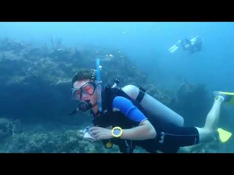 Dive Carriacou   Where the reefs are full of life