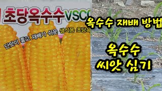 #옥수수 재배 방법  #옥수수씨앗 심는 방법
