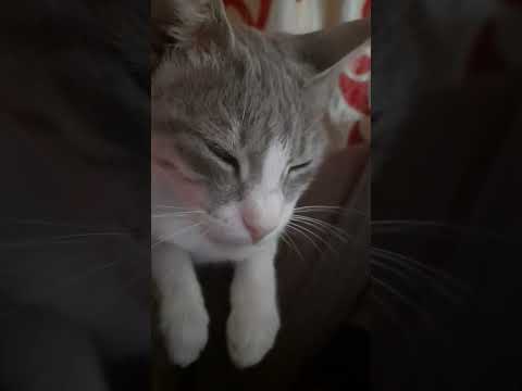 #youtubeshorts #cat #kj #jam #kitten #munnu #animal