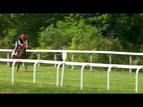 Breeze-Up Osarus 2020 - LOT 43