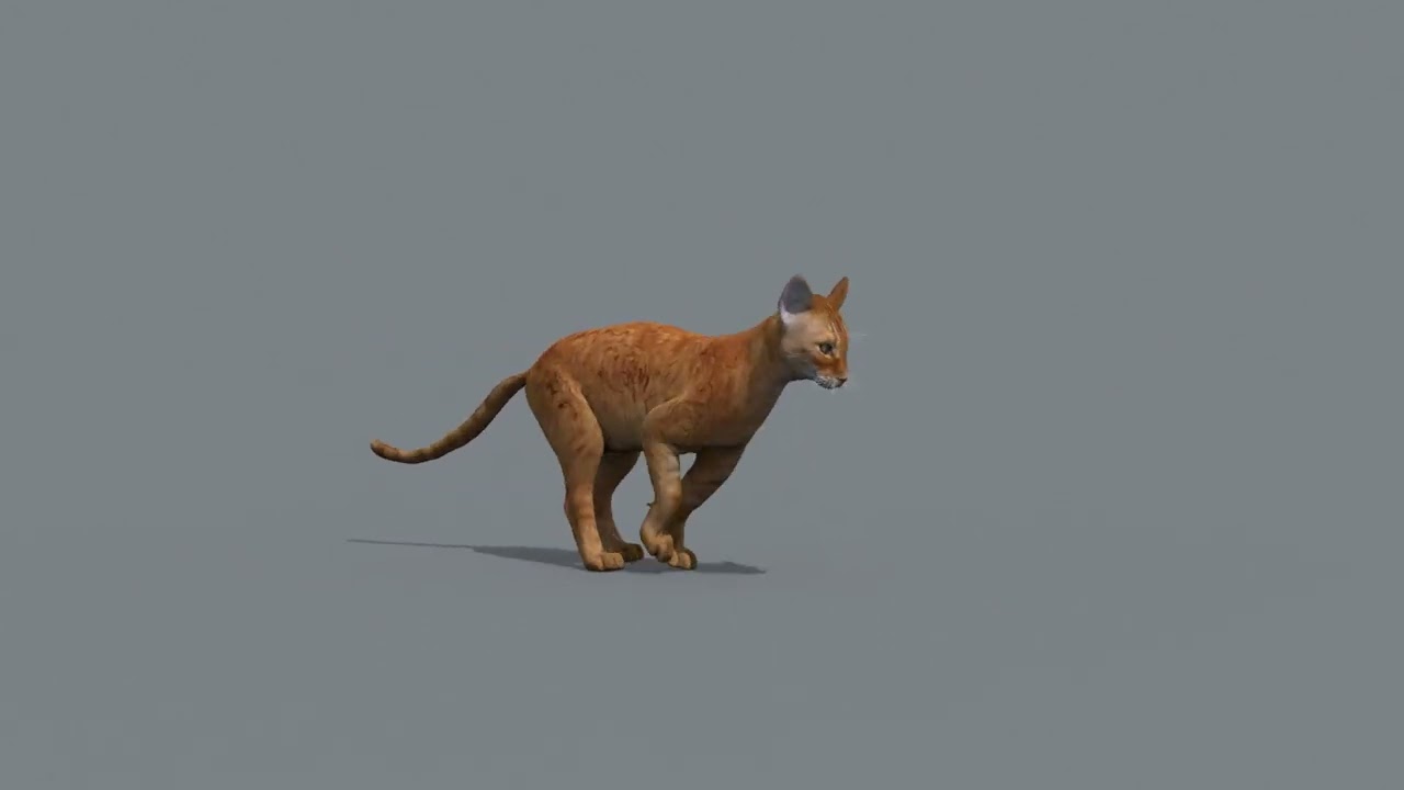 My Cat 8K - 3d animated model 3D Model