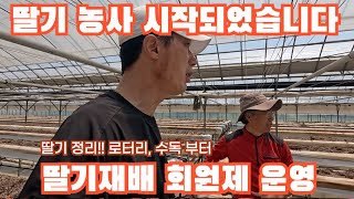 딸기 농가 이제 시작합니다!!! 딸기 정리 부터 로타리 작업 그리고 배지 소독까지 그리고?