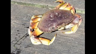 preview picture of video 'how to Crabat Newport OR for Dungeness crab'