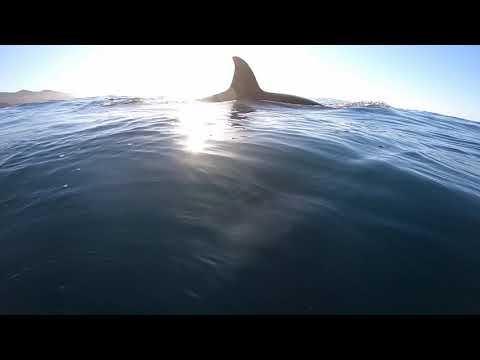 Californian Man Films Incredible Close Encounter With Orcas
