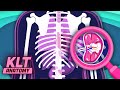 The Spleen Song! | KLT Anatomy
