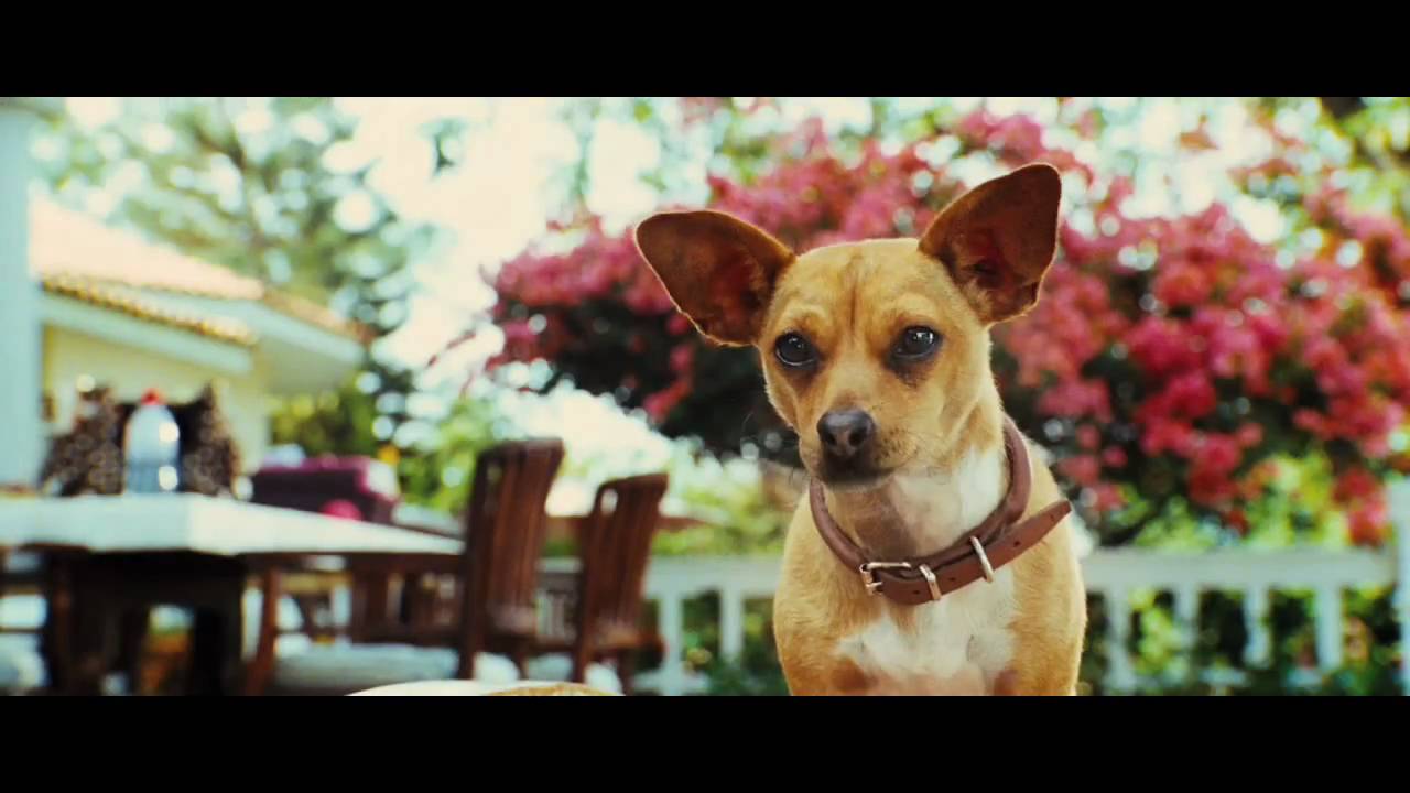 Le Chihuahua de Beverly Hills - Bande-annonce (Jamel Comedy Club)