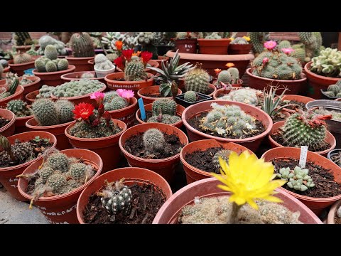 , title : '#MITOPFLOR con cactus y alguna suculenta! cuidados de cactus Rebutia - Parodia - Lobivia'