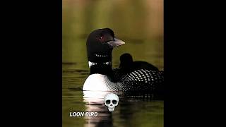 Download lagu '5 Scary Bird Sounds'☠️#trollface #scarybird mp3