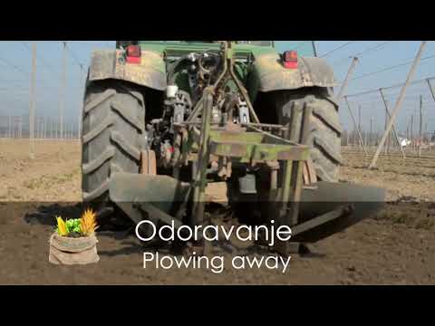 Način pridelave hmelja v Sloveniji / The way of hop growing in Slovenia