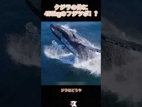 クジラの体に450kgのフジツボ！？  #クジラ #フジツボ #海の生き物 #海洋生物 #動物雑学 #生き物の不思議 #自然界 #野生動物 #海の王者 #豆知識