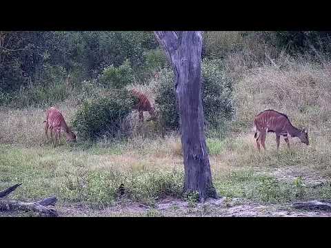 Djuma: Impala ram and then Nyalas - 11:31 - 04/23/2022