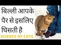Science Of Cats In Hindi बिल्ली आपके पैर से इसलिए घिस�