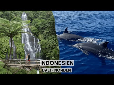 Weltreise VLOG 23 - Indonesien: Dutzende Delfine & Wasserfall im Norden von Bali! 2/8