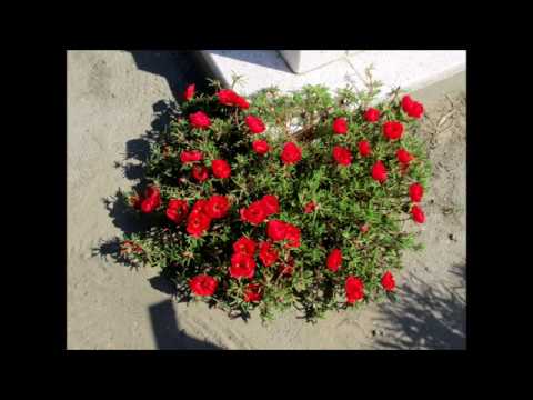 Baja. Városszéli barangolás(Bajaszentistván)2017. augusztus. 29.