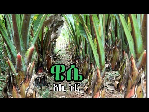 ስልጤ "ዌሴ" አሊ ኑር | Ali Nur | Ethiopian Siltie