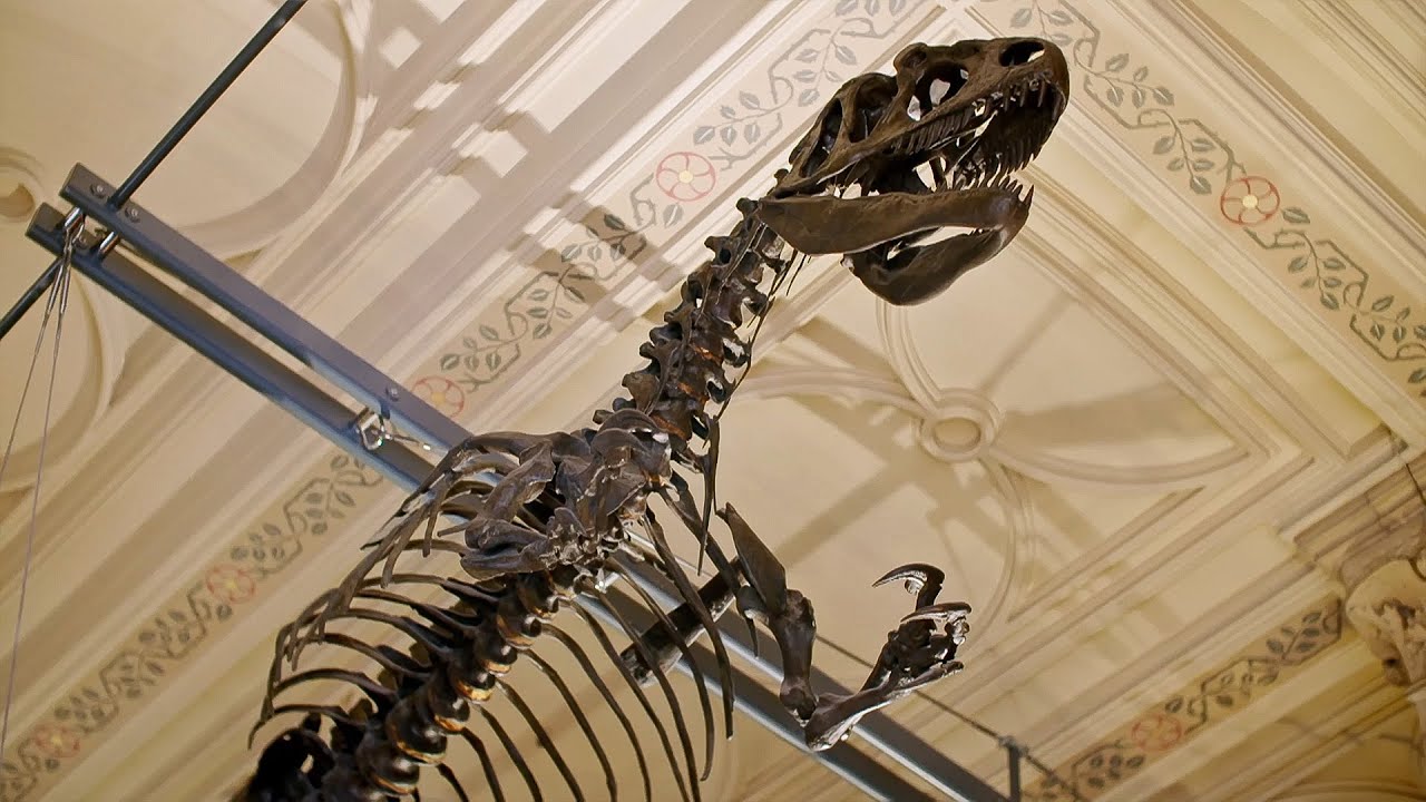 Mysteries of the Natural History Museum: Whales, Fossils & Prehistoric Finds