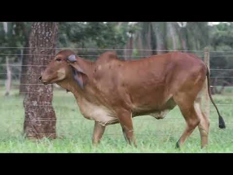 LAGERTHA FIV | ERN 19