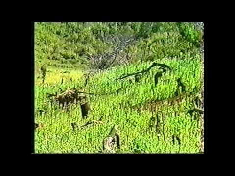 Documentary: More Than A Monarch (1984)