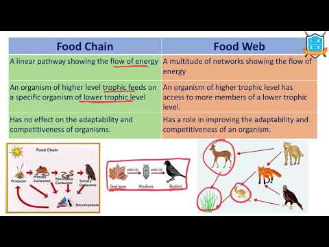 What is Food Chain vs Food Web? || Food Chain vs Food Web అంటే ఏమిటి?