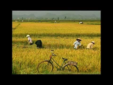 Em đi giữa biển vàng Sheet - Thu Băng