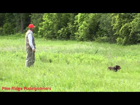 pine ridge mausi - mausi a 5 month old pudelpointer training on chukar