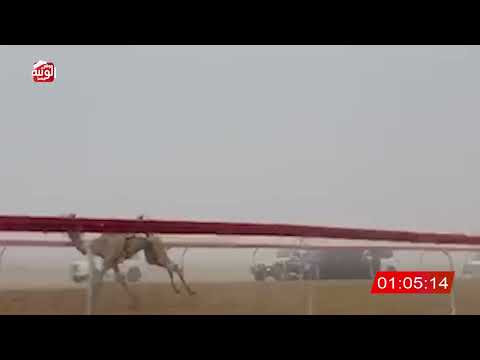   ش 4 (الصيرمي) لـ محمد طهميمه كردوس العامري 2:13 , شارة الصندوق 2026/06/14 فطامين سويحان    