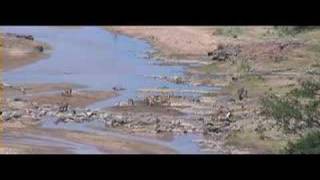 preview picture of video 'Kruger olifantsriver with lots of wildlife'