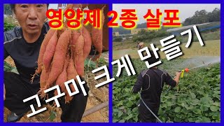 고구마가 작아서 영양제 2종 살포 밤고구마 호박고구마 꿀고구마 베니하루까 전원일기 자색 고구마 귀농 귀촌 농…