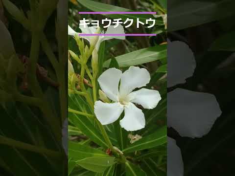 園芸 キョウチクトウ「ヴィラ ロメイン」