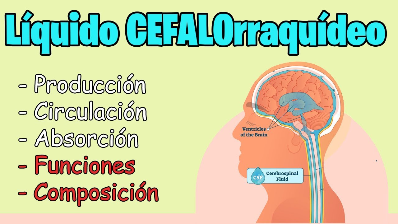 Liquido Cefalorraquídeo (LCR) FUNCIONES,  CIRCULACION, COMPOSICION | MEJOR EXPLICADO