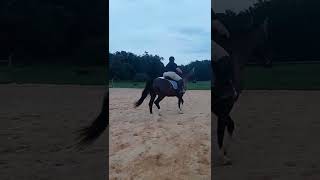 Cherry Acres Class 31 Green Horse Hunter W/T #16 Brandi Sturdivant & Kupid Shuffle