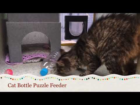 Making a Cat Bottle Puzzle Feeder