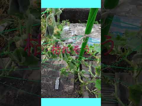 キュウリとよく合うもの トウモロコシ ヒマワリ フェンネル ニンニク 成長を促進する