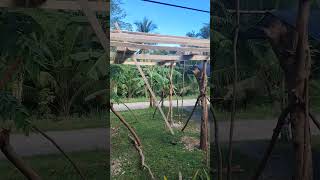 Download lagu tambayan #shorts mp3