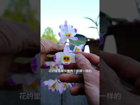 How amazing to grow orchids propagate plant fast and easy #3708