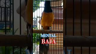 Download lagu Raja Kicau Murai Batu Mental Baja#shortviral#kicaumuraibatu mp3 Download lagu Raja Kicau Murai Batu Mental Baja#shortviral#kicaumuraibatu mp3